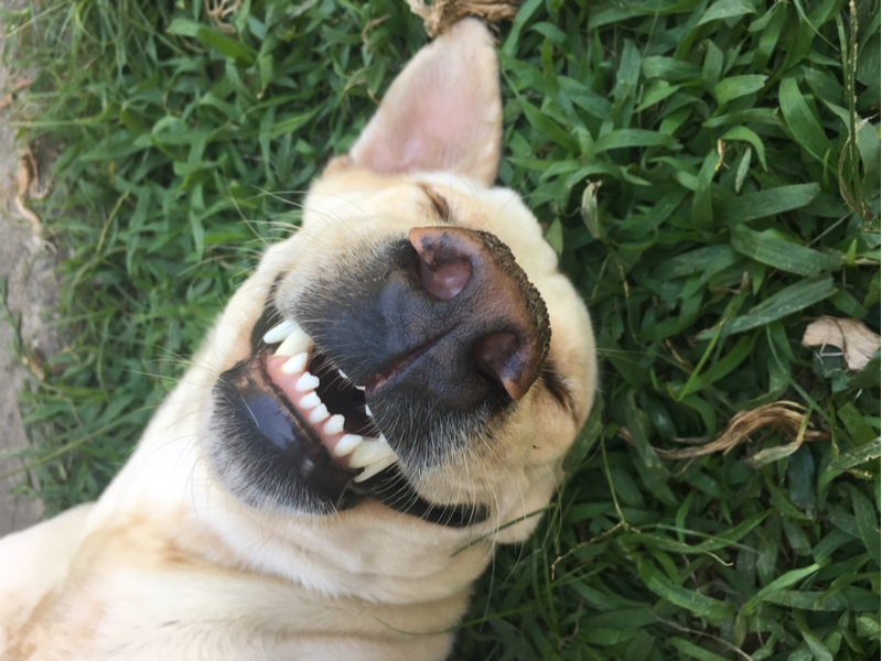 טיפול שיניים לכלבים המדריך המלא